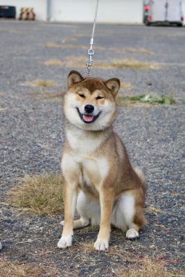 Étalon Shiba - Ajike Shoppai de la Nouvelle Aube