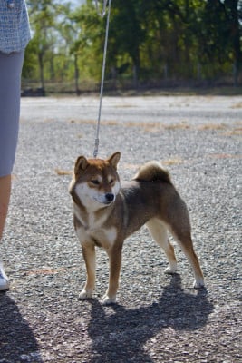 Étalon Shiba - Aki Shuurin de la Nouvelle Aube