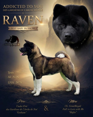 Étalon Akita americain - Addicted to you Des Gardiens De L'arche De Noé
