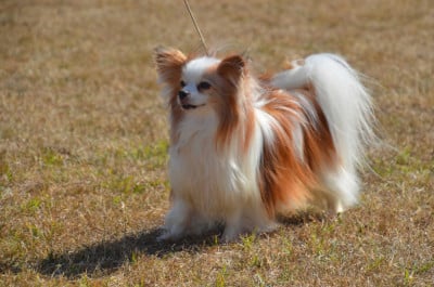 Étalon Epagneul nain Continental (Papillon) - CH. Neymar des rèves polaires