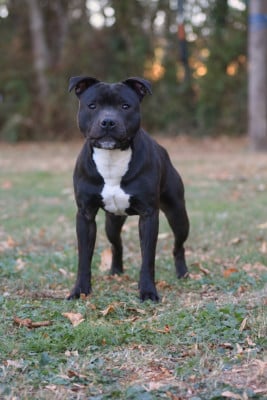 Étalon Staffordshire Bull Terrier - Land Of Black Pearls Arcadia