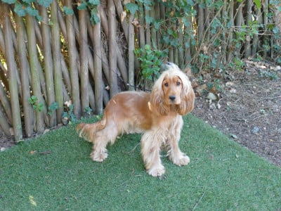 Étalon Cocker Spaniel Anglais - Alba du domaine de Std Gladyce