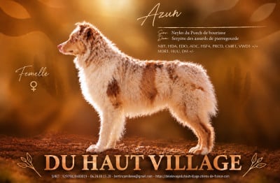 Étalon Berger Australien - Azur (Sans Affixe)