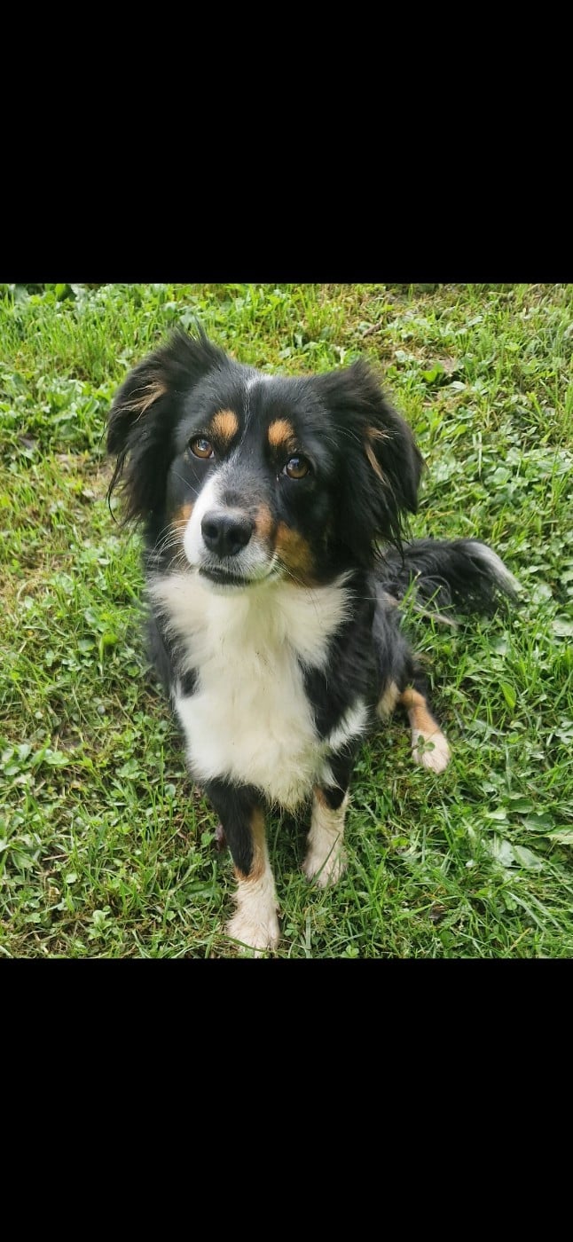 Les Berger Américain Miniature  de l'affixe   des terres de Maroussia