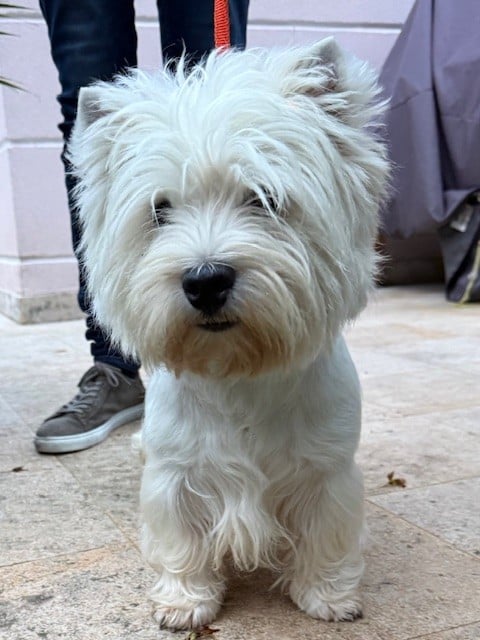 Les West Highland White Terrier de l'affixe   Benoit Leleu