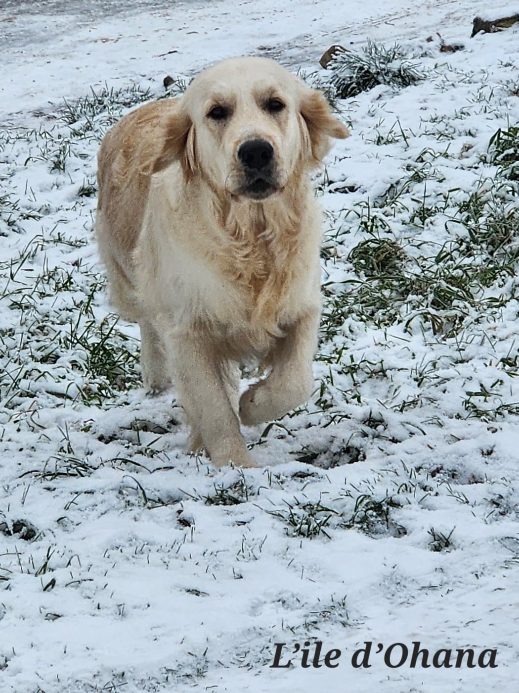 Les Golden Retriever de l'affixe   De l'ile d'Ohana