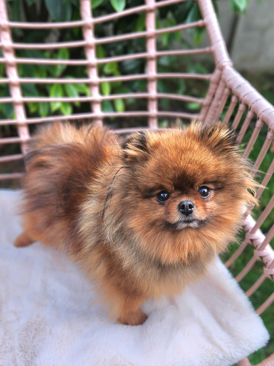 Les Spitz allemand de l'affixe   Jardin de la Petite Etoile