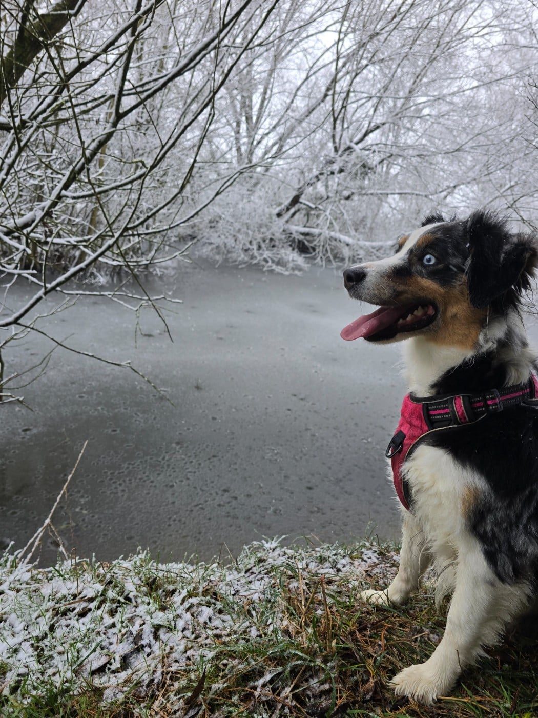 Les Berger Australien de l'affixe   Des Foliepets