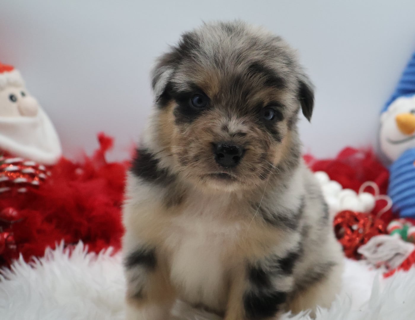 Les Berger Australien de l'affixe   Des Highlands Du Sud