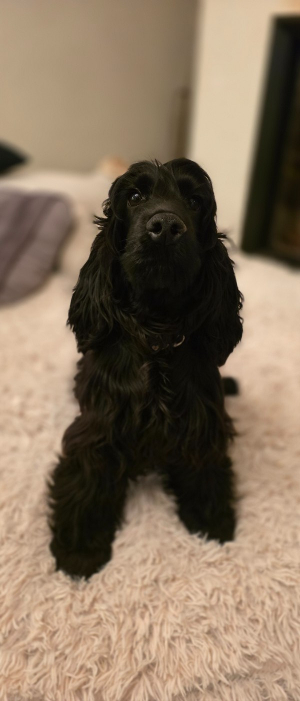 Les Cocker Spaniel Anglais de l'affixe   De L'Aisance Des Bois