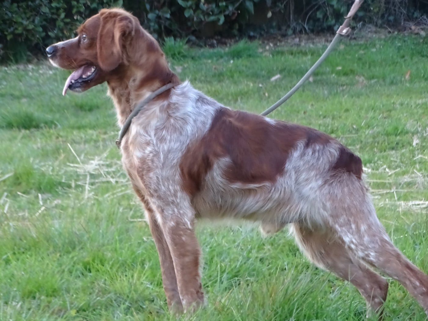 OXBOW  des hautes pousterles