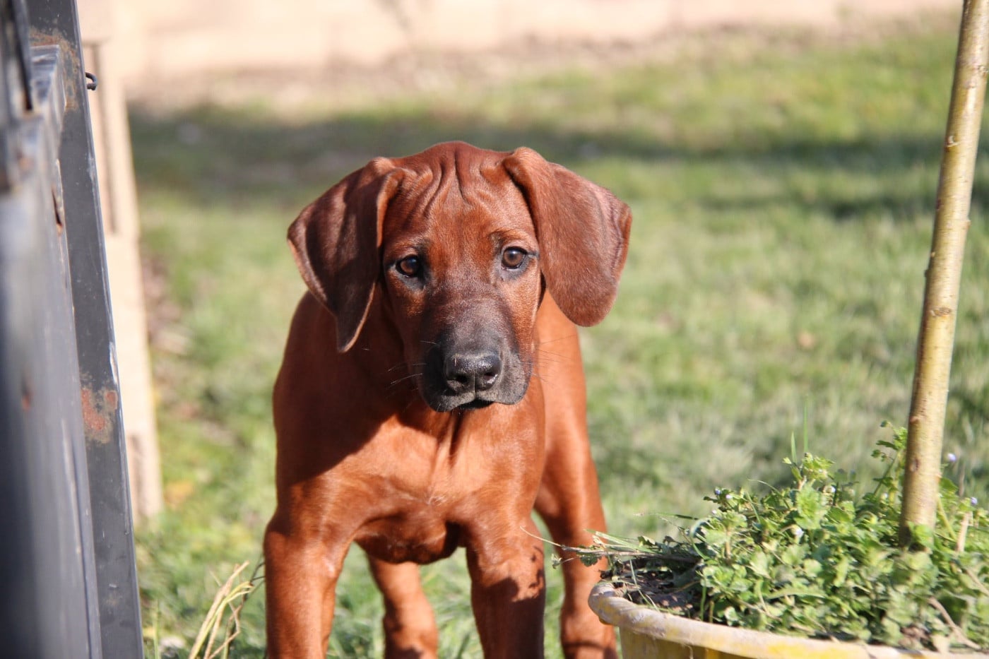 Les Rhodesian Ridgeback de l'affixe   Des Plaines Du Mont Moret