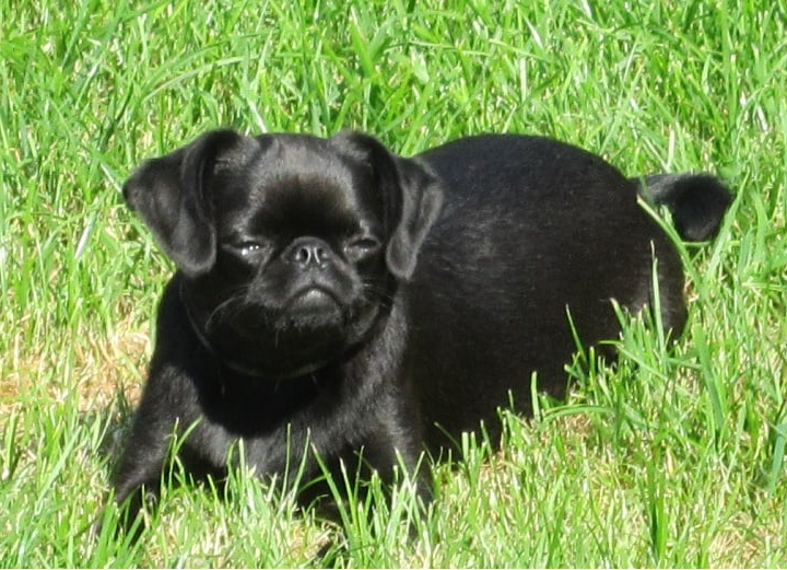 Les Griffon bruxellois de l'affixe   Des Brabs De Philie