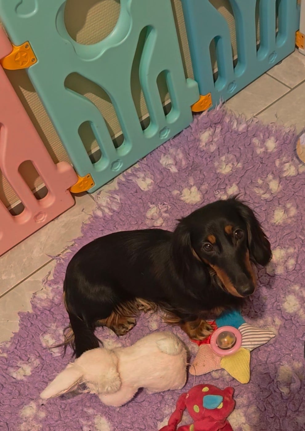 Les Teckel poil long de l'affixe   the New Life Des Collines Noires