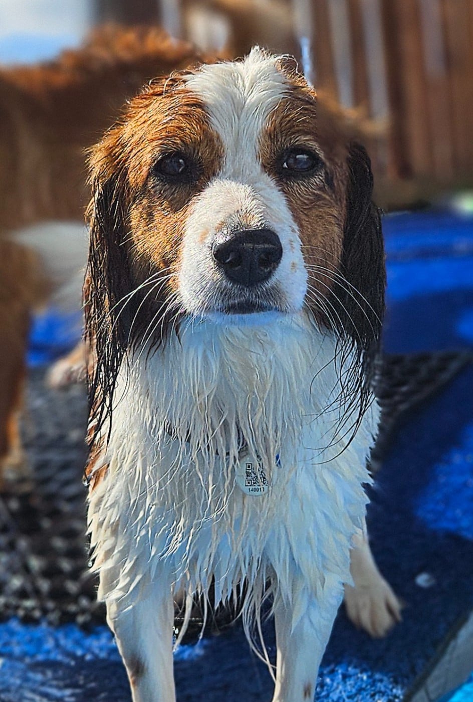 Les Petit chien hollandais de chasse au gibier d'eau de l'affixe   Tuffntendr