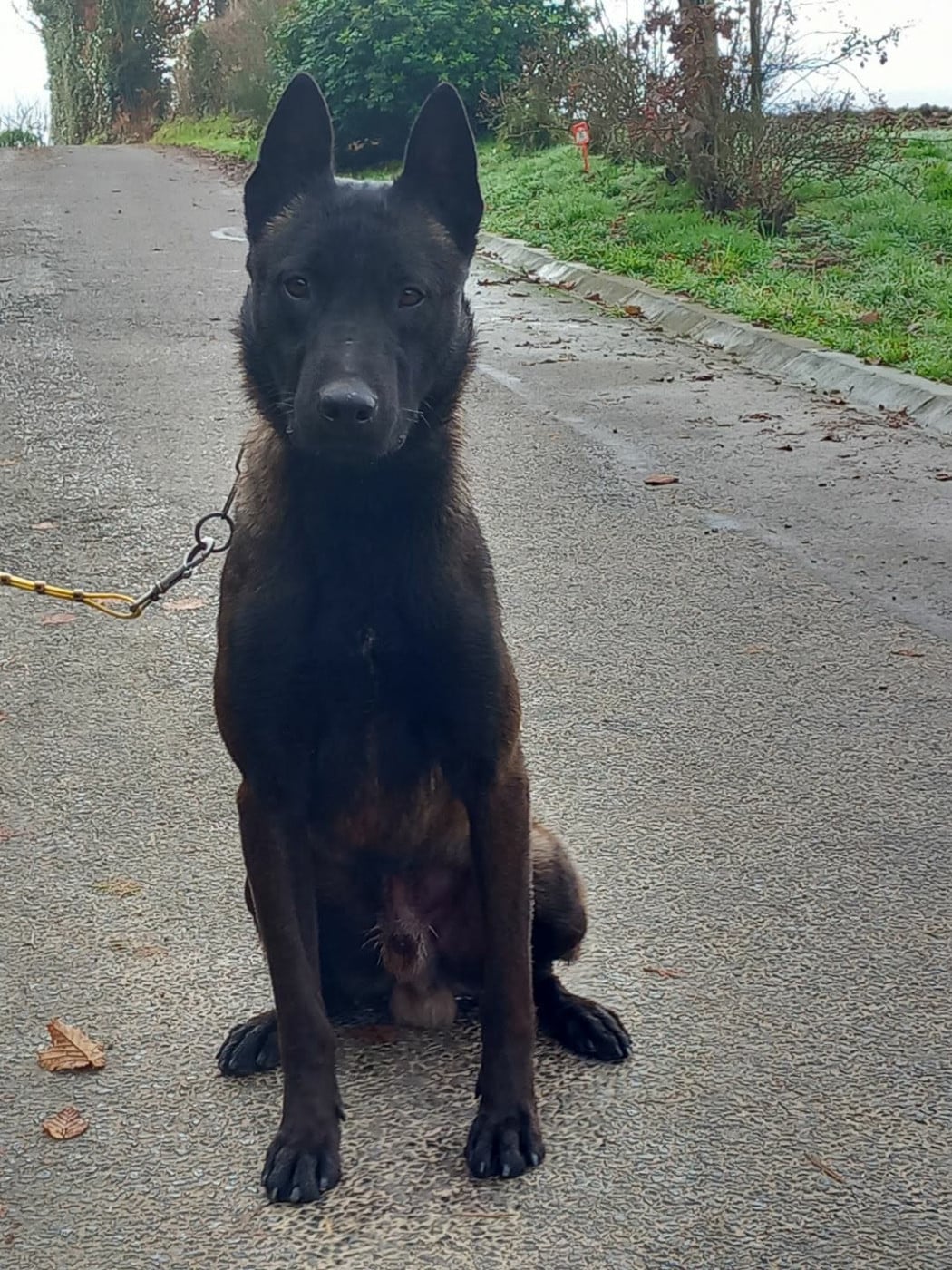 Les Berger Belge de l'affixe   Du Domaine De Nic-max