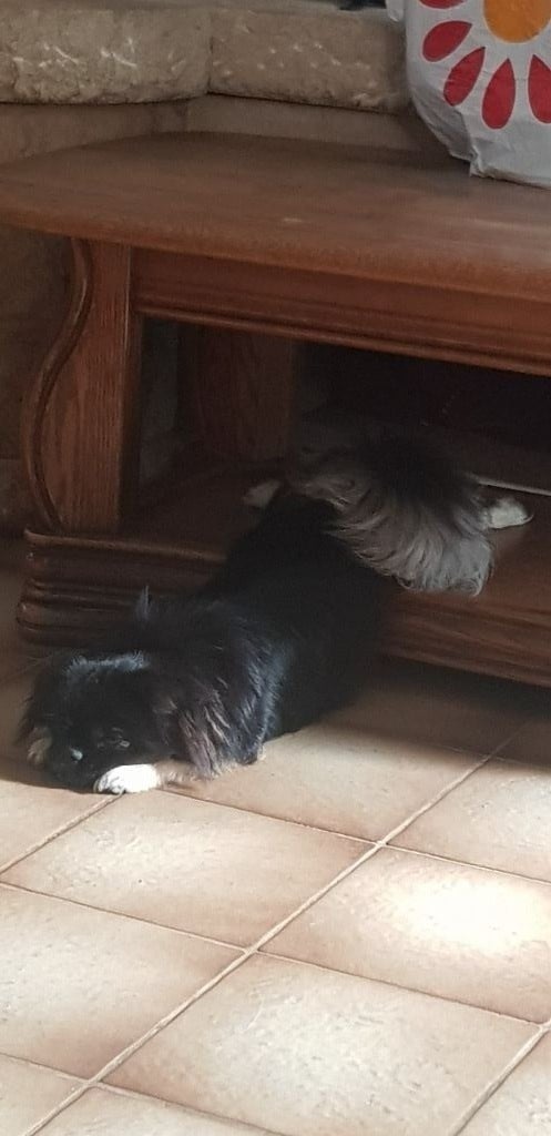 Les Epagneul tibetain de l'affixe   De L'Idylle Des Grands Vents