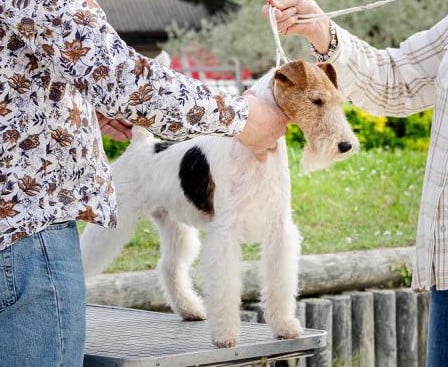 Les Fox Terrier Poil Dur de l'affixe   Du Jardin D'inuko
