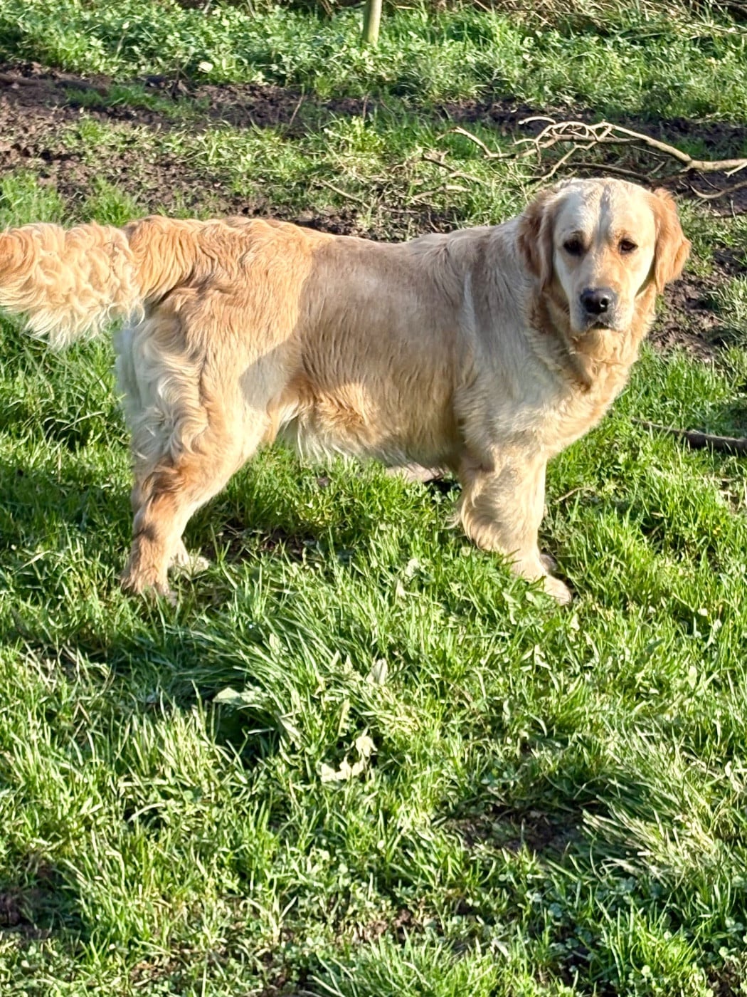Les Golden Retriever de l'affixe   Justine Joveniaux - Le Maj'Horse