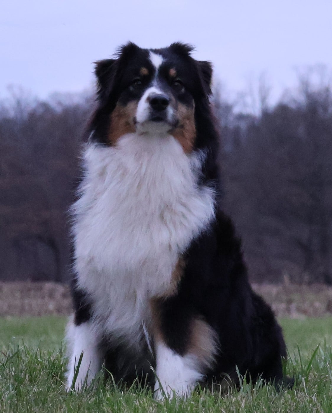 Les Berger Australien de l'affixe   Des Collines d'Iowa