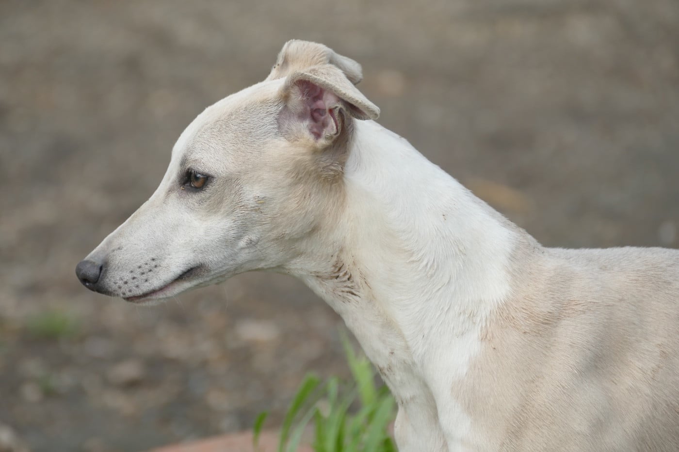 Les Whippet de l'affixe   Des Terres De Pag