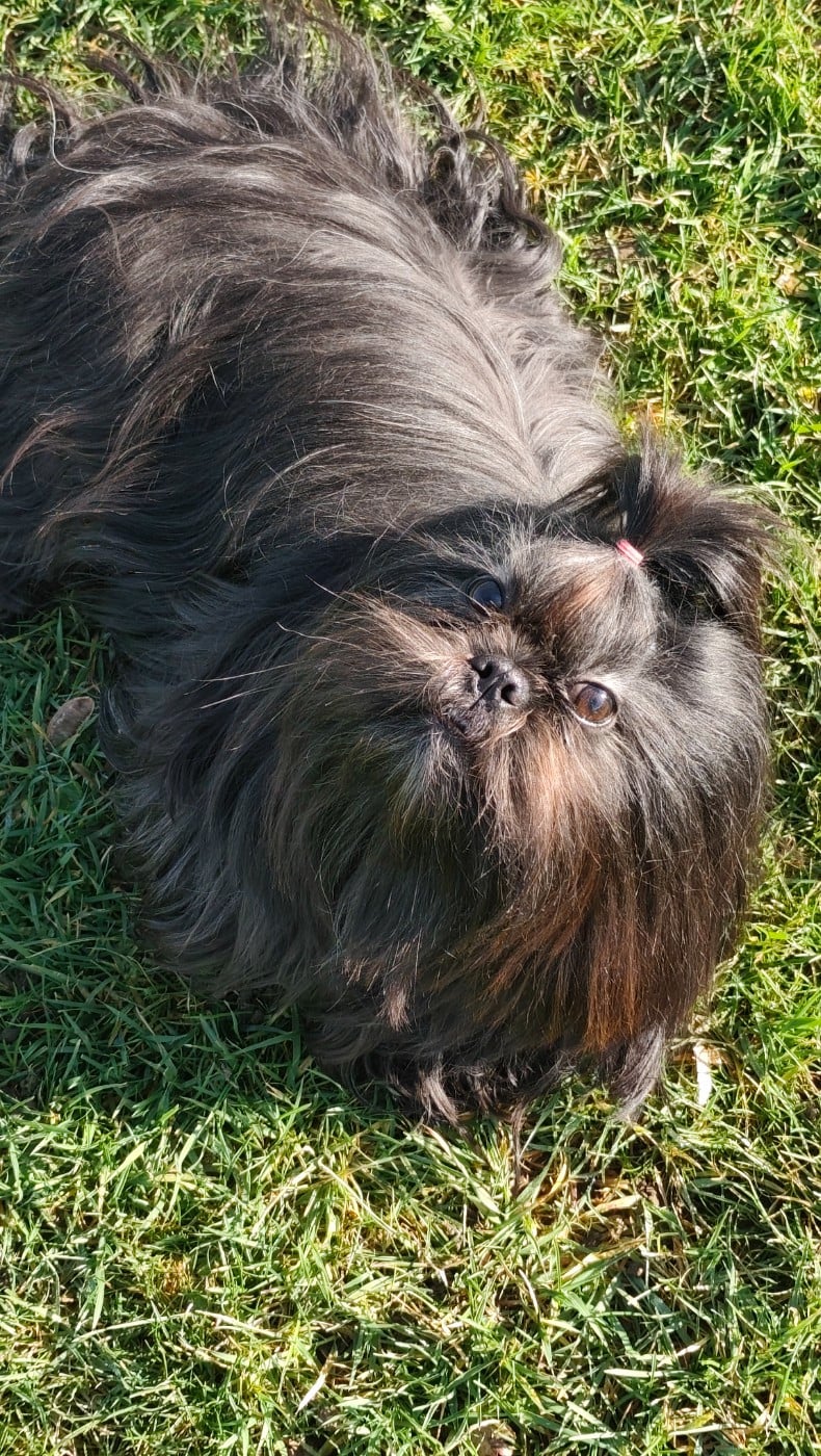 Vaïna Des Amours D'Arelaune