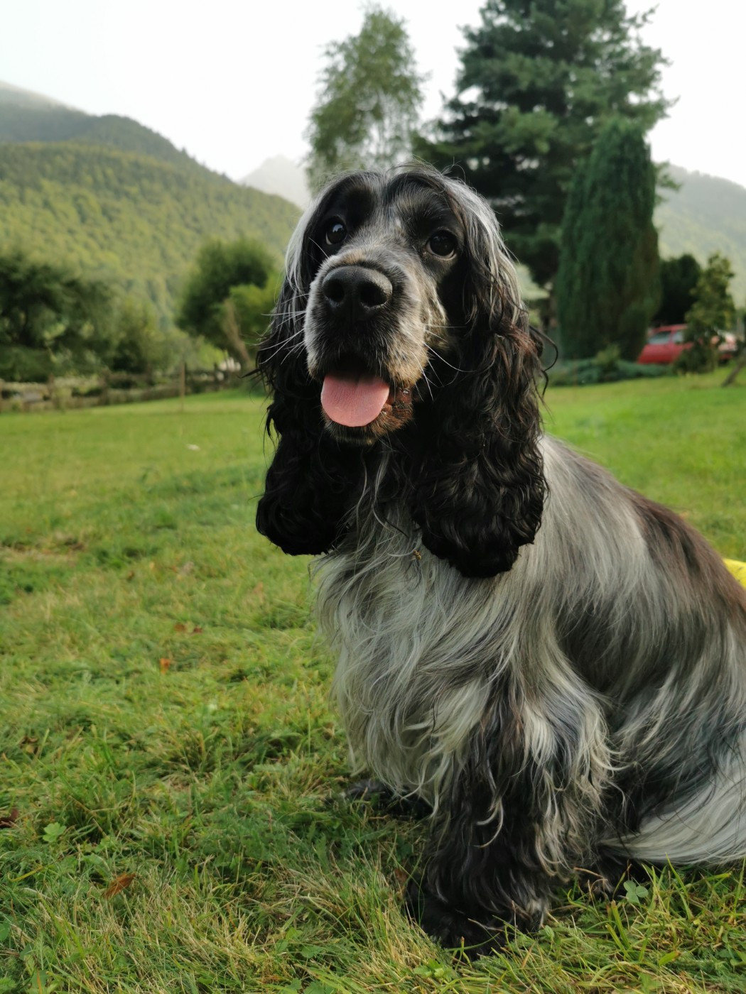 Les Cocker Spaniel Anglais de l'affixe   du Domaine De Cap Dé Lastouse