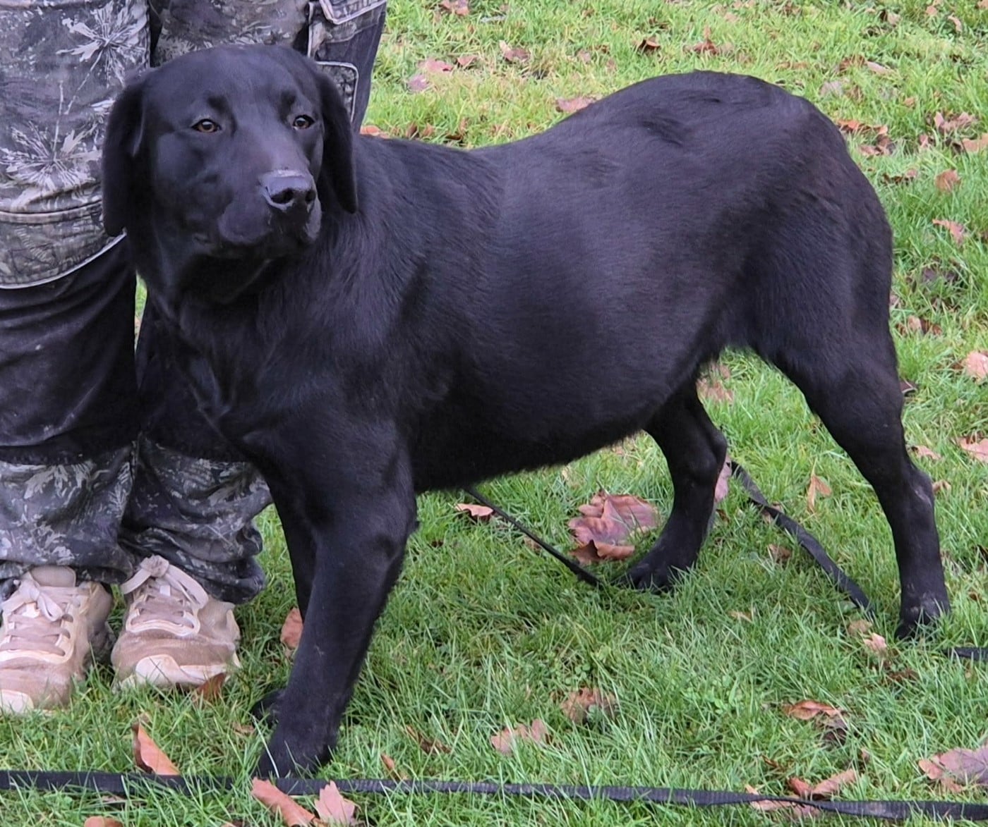 Les Labrador Retriever de l'affixe   Du Domaine Des Belles Aubois