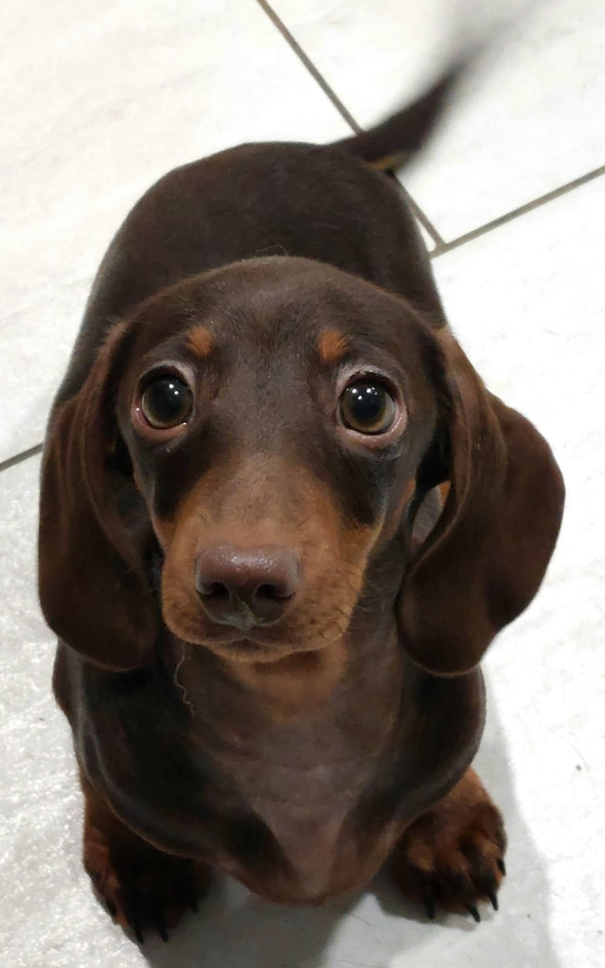 Les Teckel poil ras de l'affixe   of Richard Croze