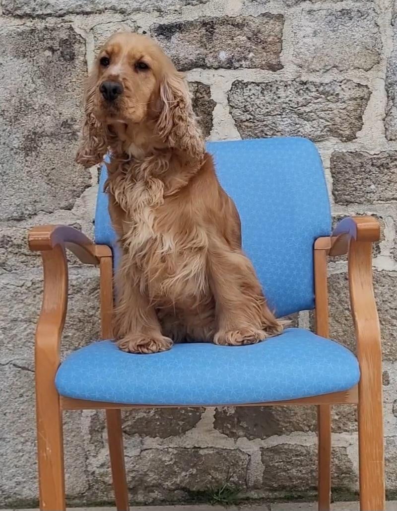 Les Cocker Spaniel Anglais de l'affixe   des rives du blavet