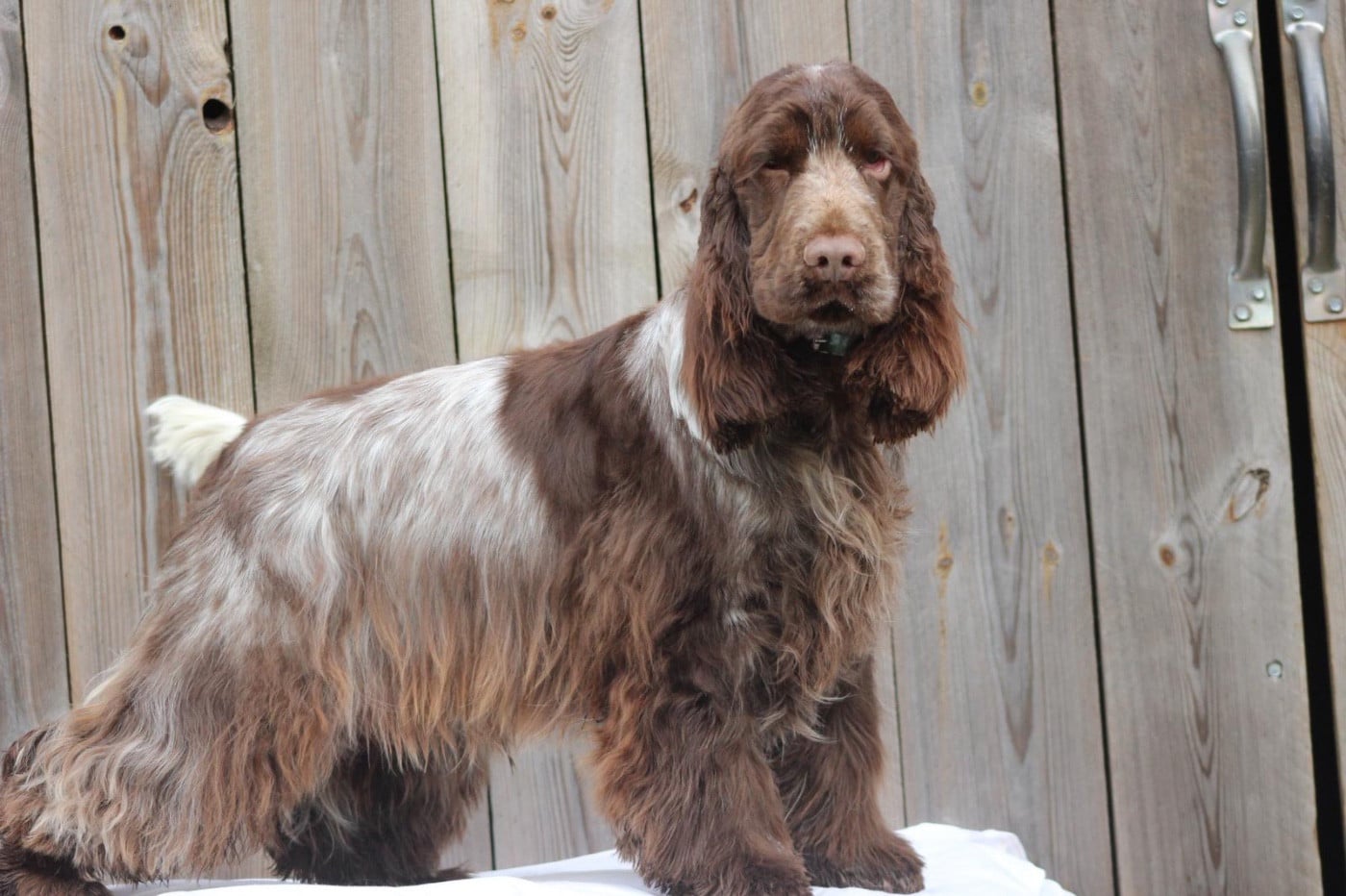 Les Cocker Spaniel Anglais de l'affixe   des Landes d'Araize