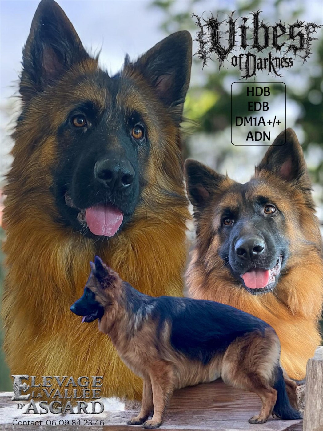 Les Berger Allemand Poil Long de l'affixe   De La Vallée D'Asgard