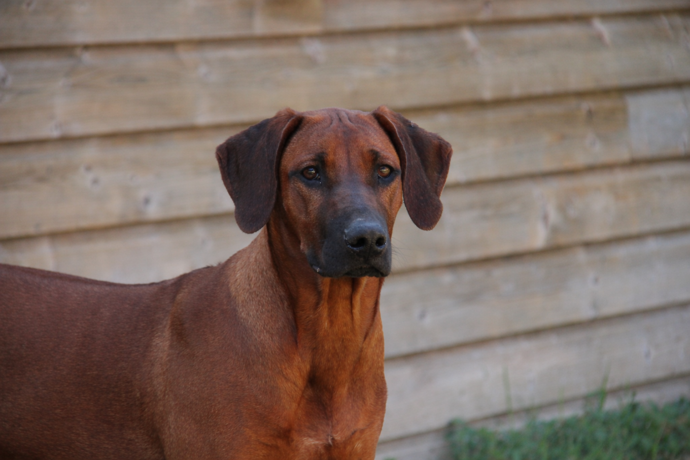 Les Rhodesian Ridgeback de l'affixe   Des Plaines Du Mont Moret