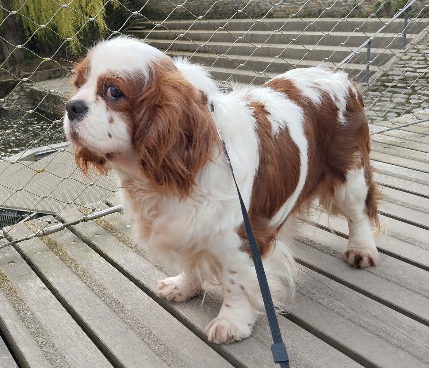 Les Cavalier King Charles Spaniel de l'affixe   Du domaine des perles rares
