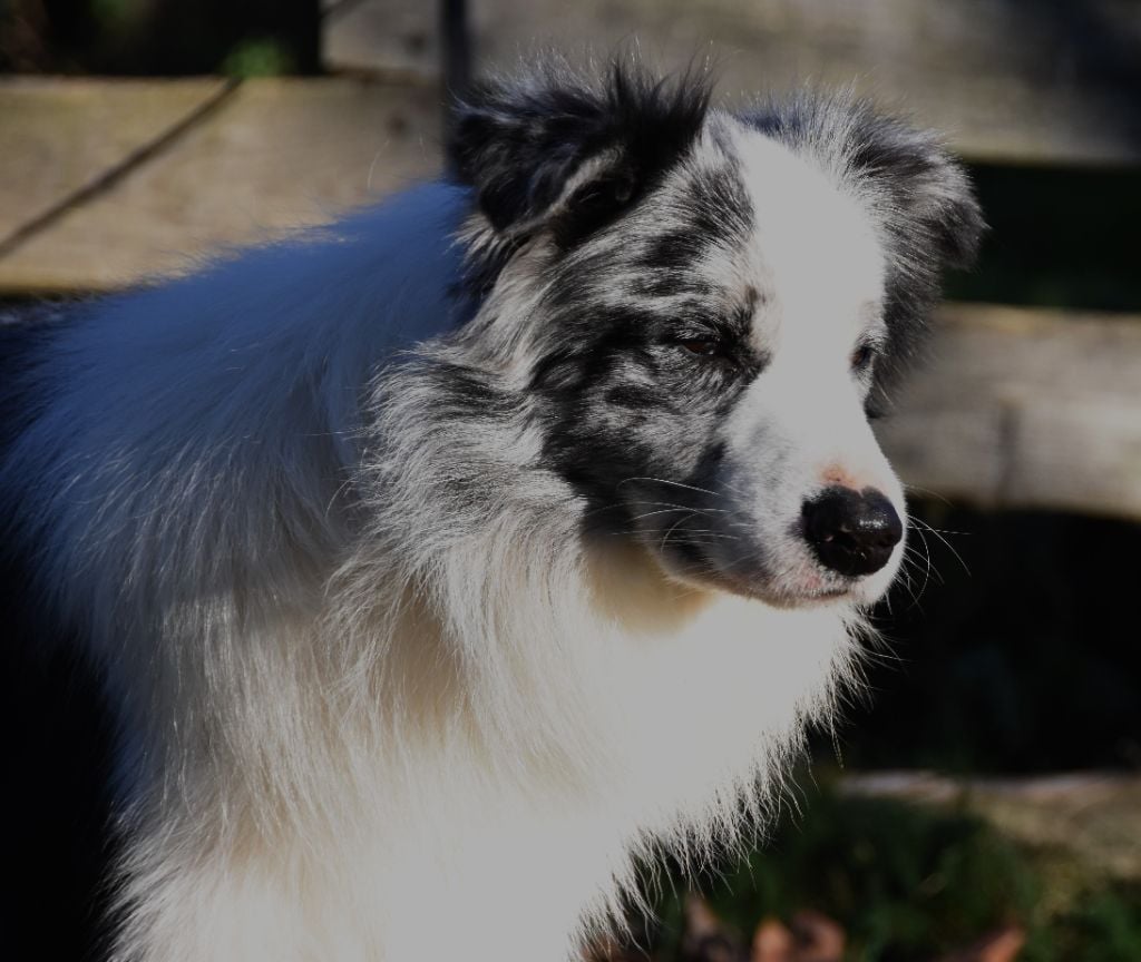 Les Border Collie de l'affixe   des Collines de Sagne