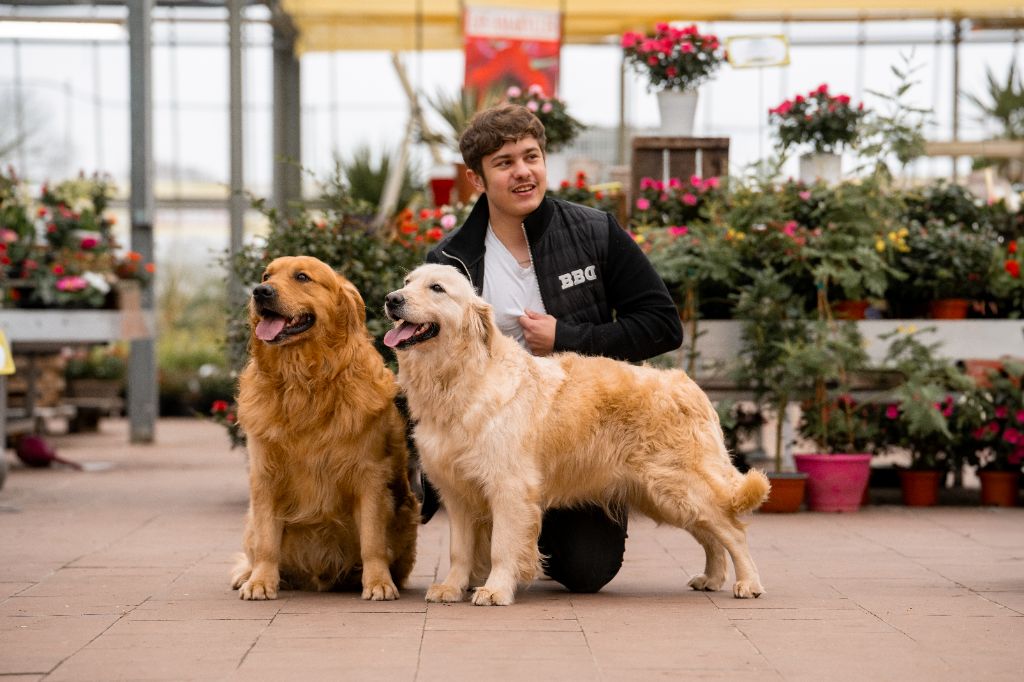 Les Golden Retriever de l'affixe   Rosetta Stone