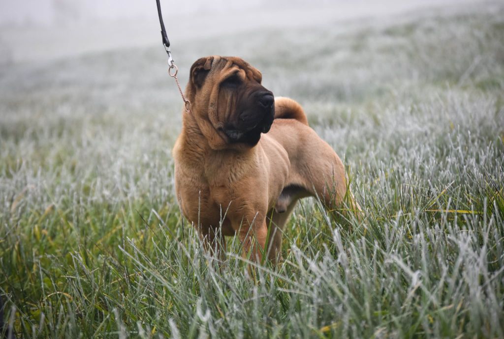 Les Shar Pei de l'affixe   Infinity Love Pei