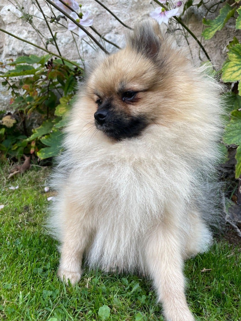 Les Spitz allemand de l'affixe   of the Bubble Staff