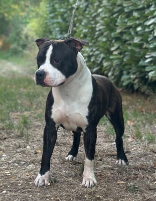Étalon American Staffordshire Terrier - CH. A Little Avenger Brindel Mighty Red Kennel