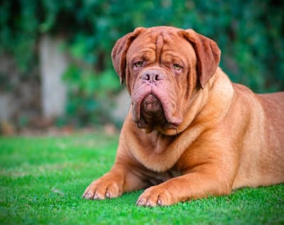 Étalon Dogue de Bordeaux - Legendarivs Canis Apogée "Toro"