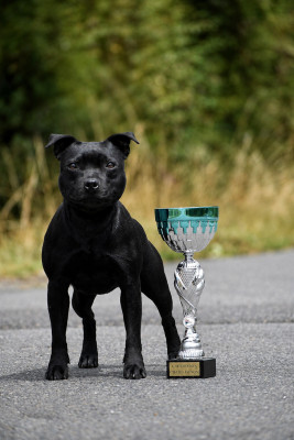 Étalon Staffordshire Bull Terrier - Royal Charm Drobeczech
