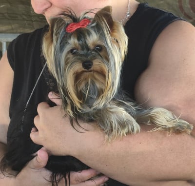 Étalon Yorkshire Terrier - Atomic beauty Du puits des sortileges