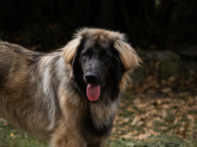 Étalon Leonberger - Vanina Sukaru  Des Terres De Sigiriya