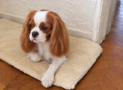 Étalon Cavalier King Charles Spaniel - Vaïana du comte de batz de castelmore