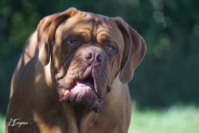 Étalon Dogue de Bordeaux - Yumbo de l'exigence