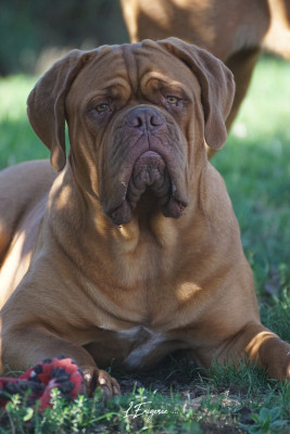 Étalon Dogue de Bordeaux - Ynfinity de l'exigence