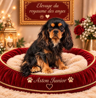 Étalon Cavalier King Charles Spaniel - Aston Junior des brandes de beaulieu