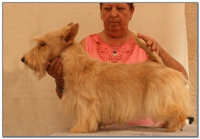 Étalon Scottish Terrier - gaberic Anges et Démons