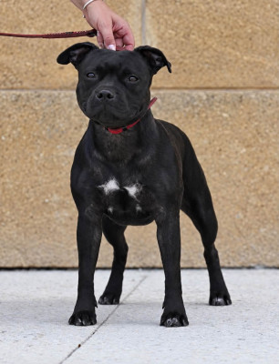 Étalon Staffordshire Bull Terrier - Untold love Sweet Dream Stafford