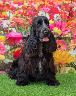 Étalon Cocker Spaniel Anglais - UBANE of caniland's dream